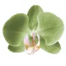 Profile picture of niraj